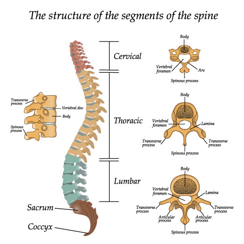 parts of the spine, herniated disks